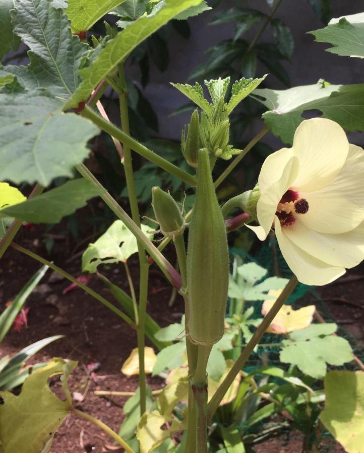 Les Hibiscus Nosy-Be Otel Djamandjary Dış mekan fotoğraf