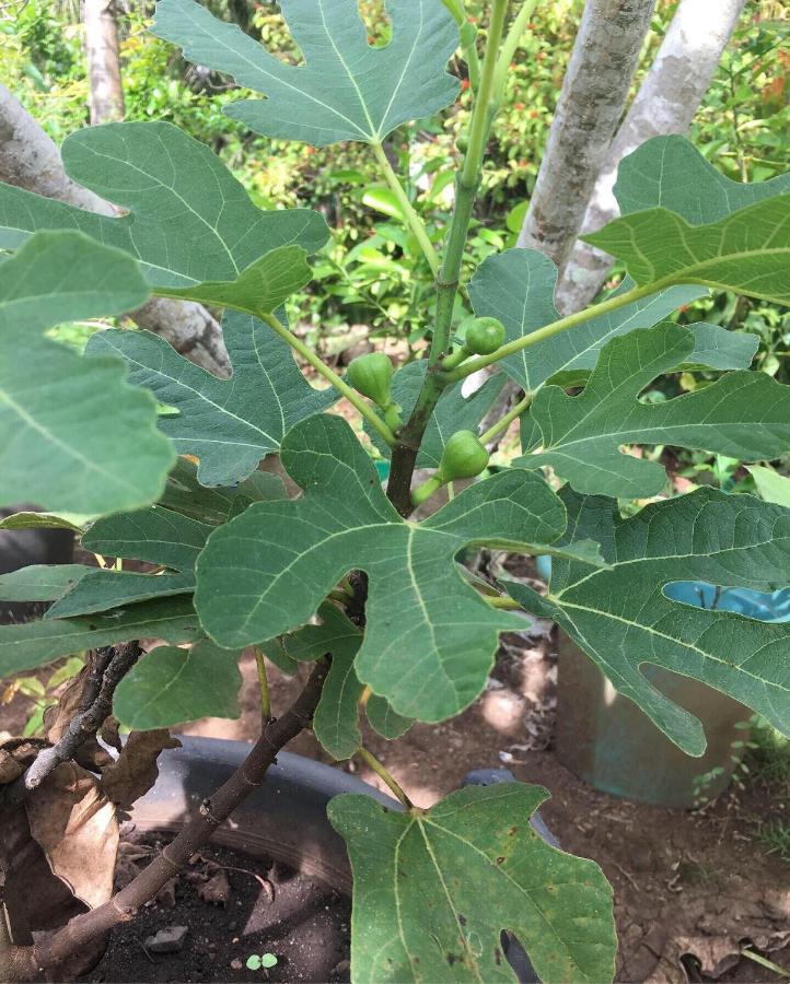 Les Hibiscus Nosy-Be Otel Djamandjary Dış mekan fotoğraf
