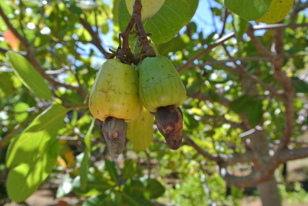 Les Hibiscus Nosy-Be Otel Djamandjary Dış mekan fotoğraf
